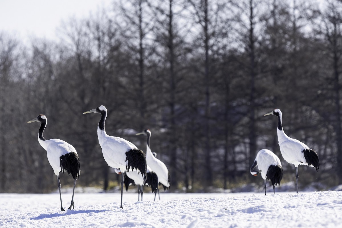 Red-crowned Crane - ML616064352