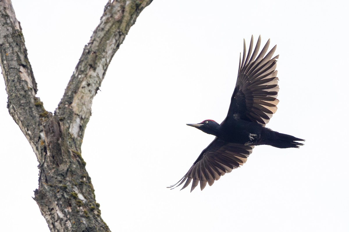 Black Woodpecker - ML616064368