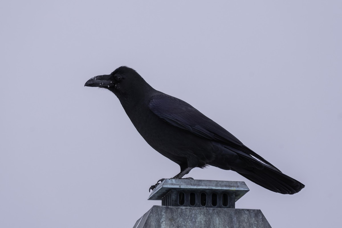 Large-billed Crow (Large-billed) - Karl Hu