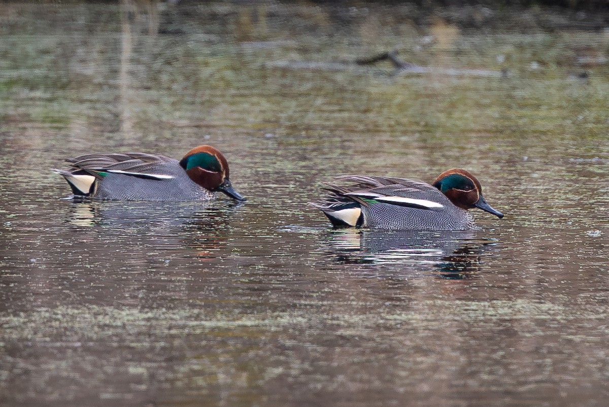 Green-winged Teal - ML616064460