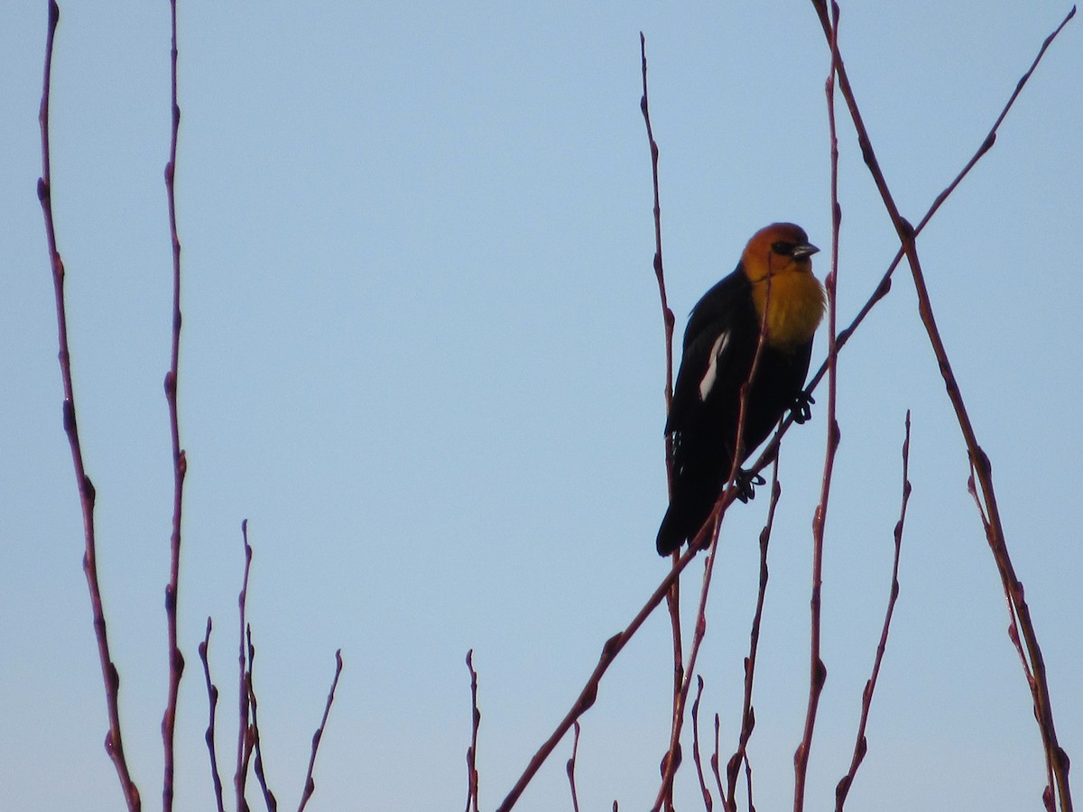 Yellow-headed Blackbird - Abby Haight