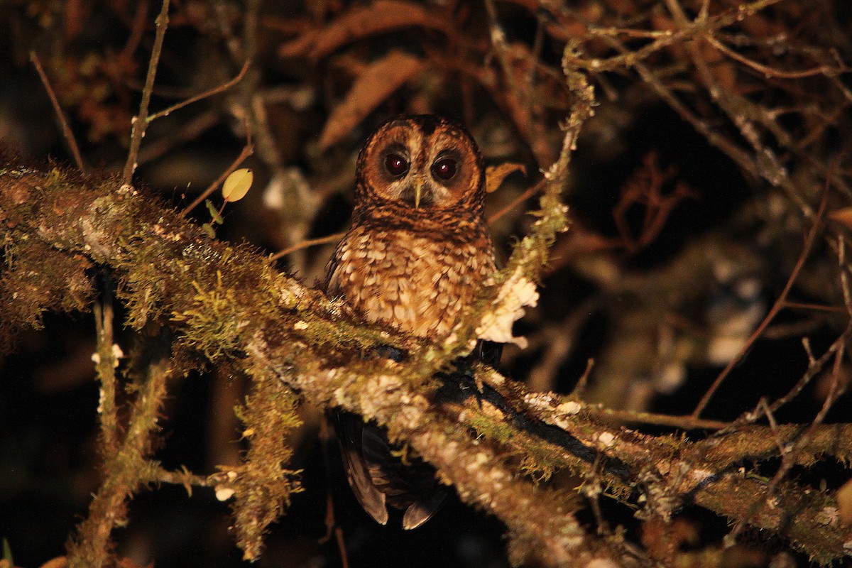Rufous-banded Owl - ML616064841