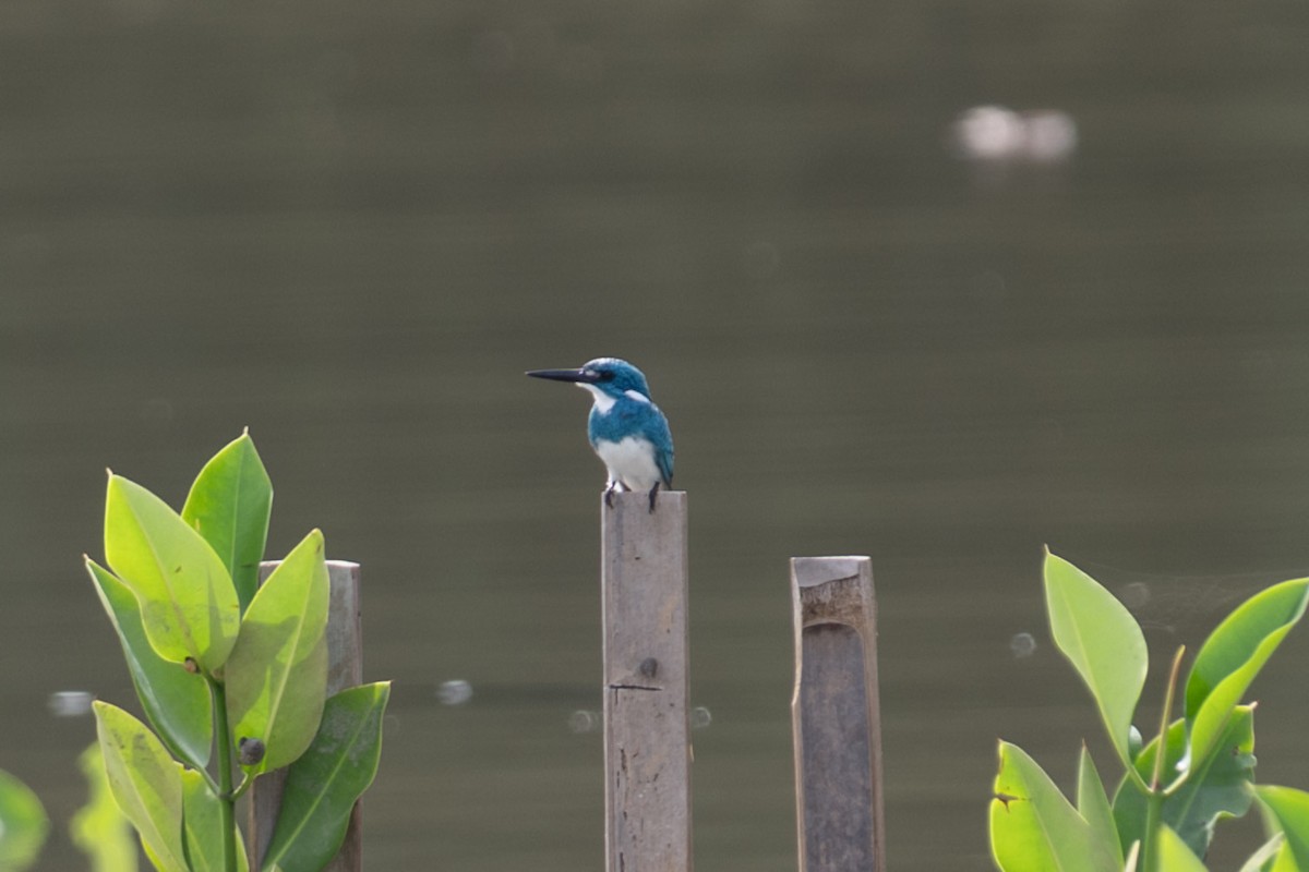 Small Blue Kingfisher - ML616064847