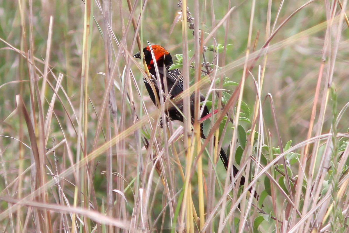 Red-cowled Widowbird - ML616065018