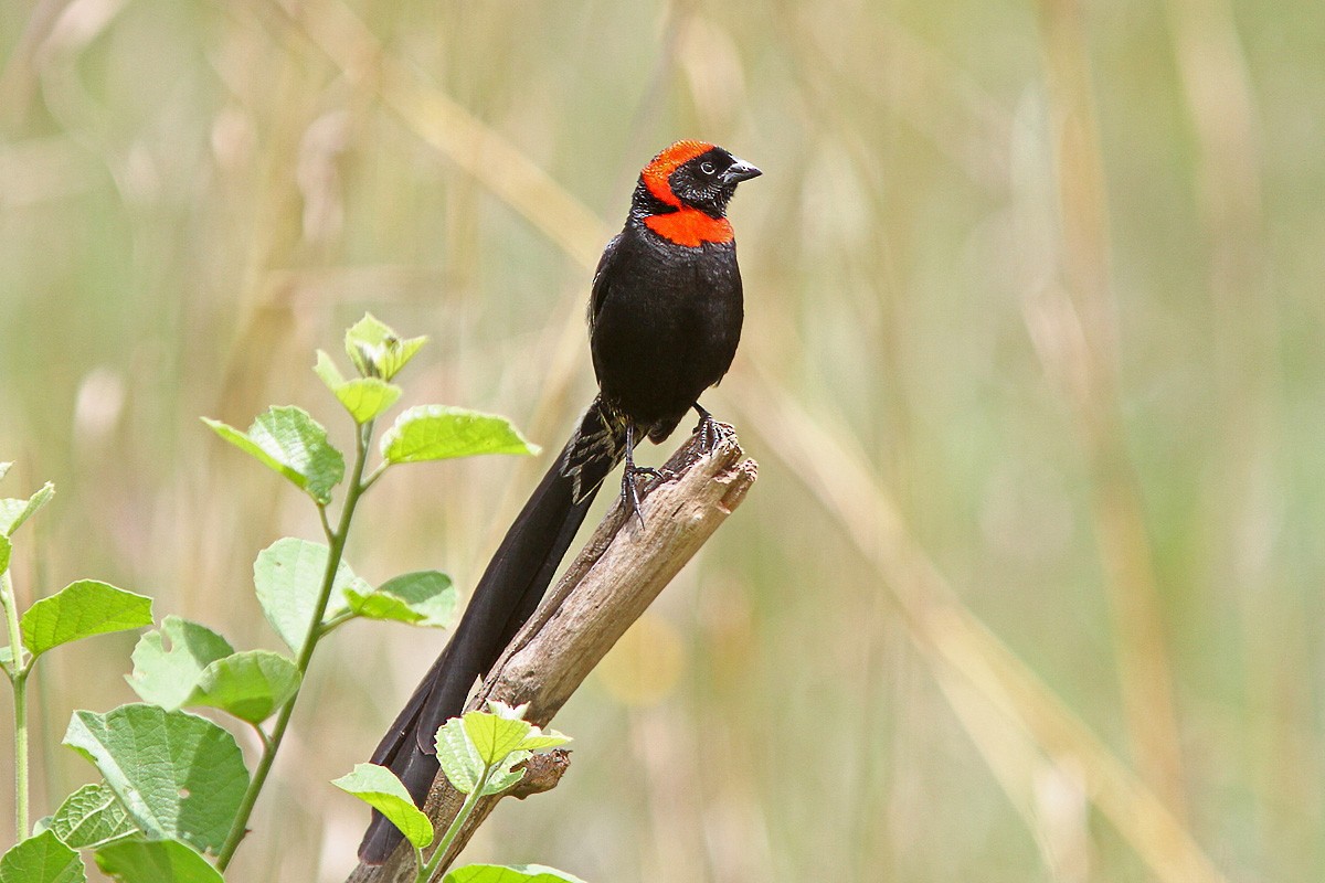 Red-cowled Widowbird - ML616065021