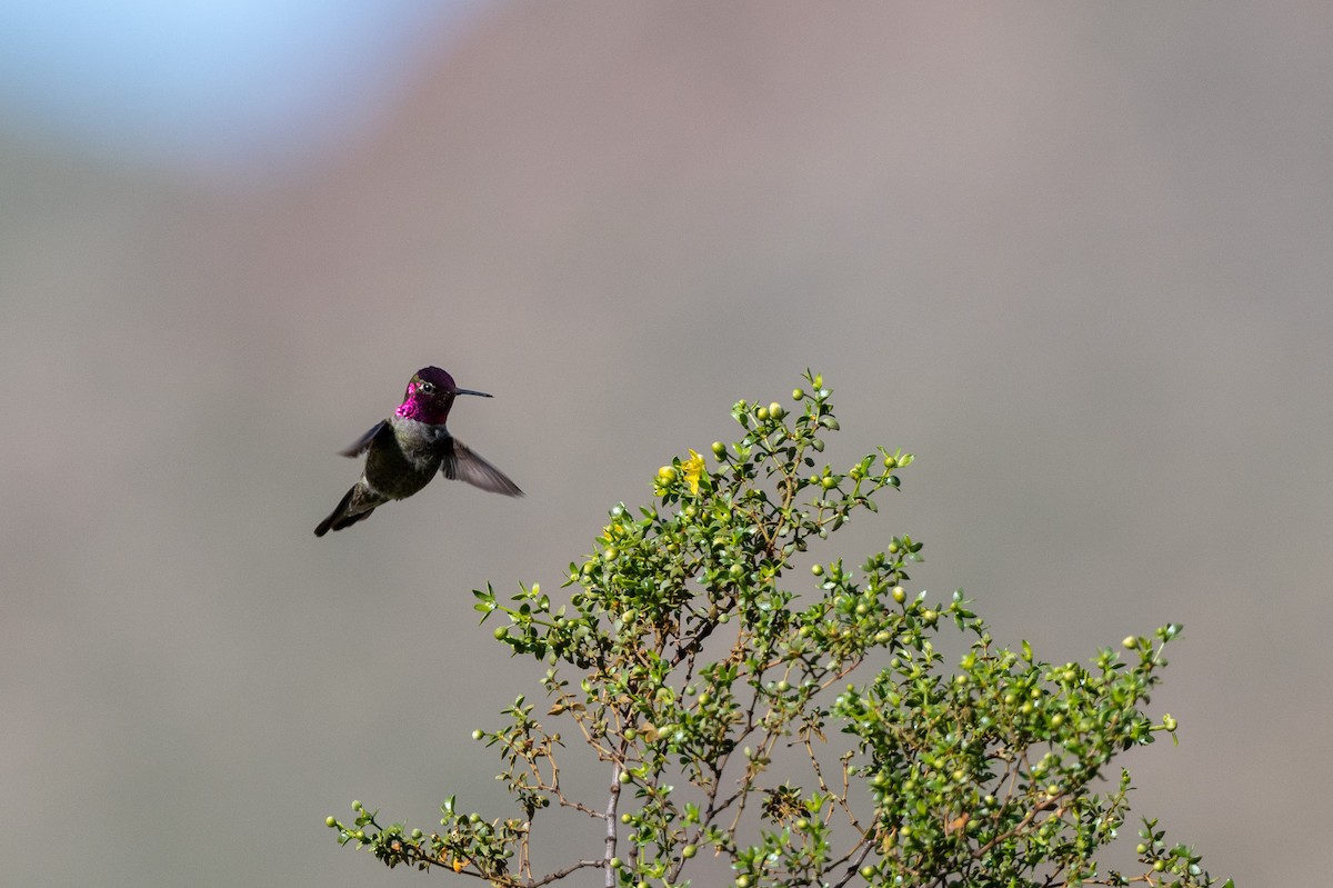 Anna's Hummingbird - ML616065031