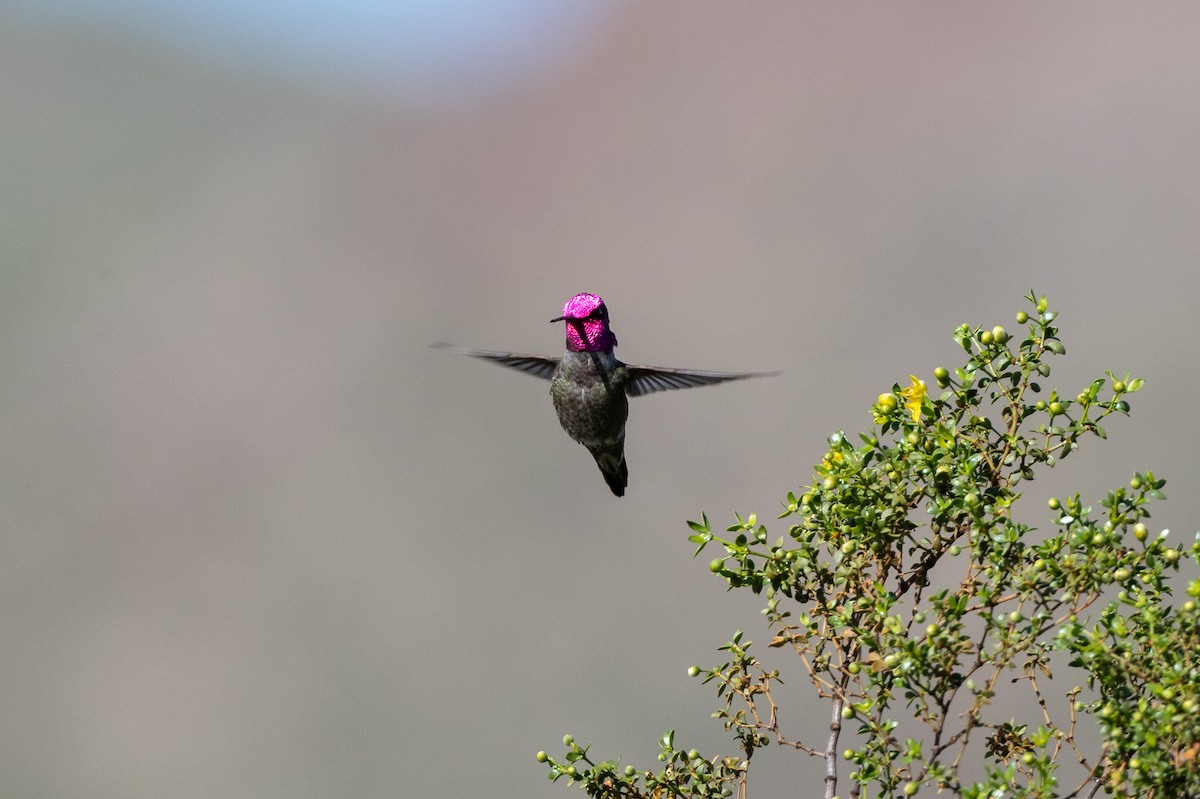 Anna's Hummingbird - ML616065032