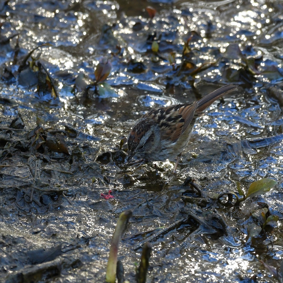 Swamp Sparrow - ML616065160