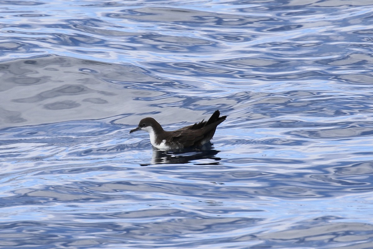 Galapagos Shearwater (Light-winged) - Susan Murphy