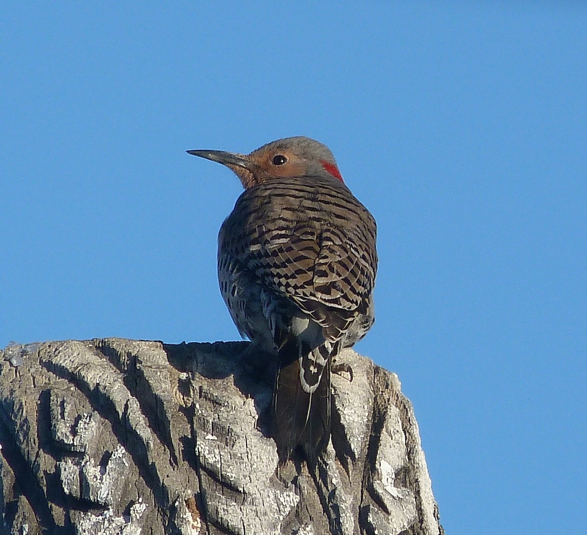 Northern Flicker (Yellow-shafted x Red-shafted) - ML616065260