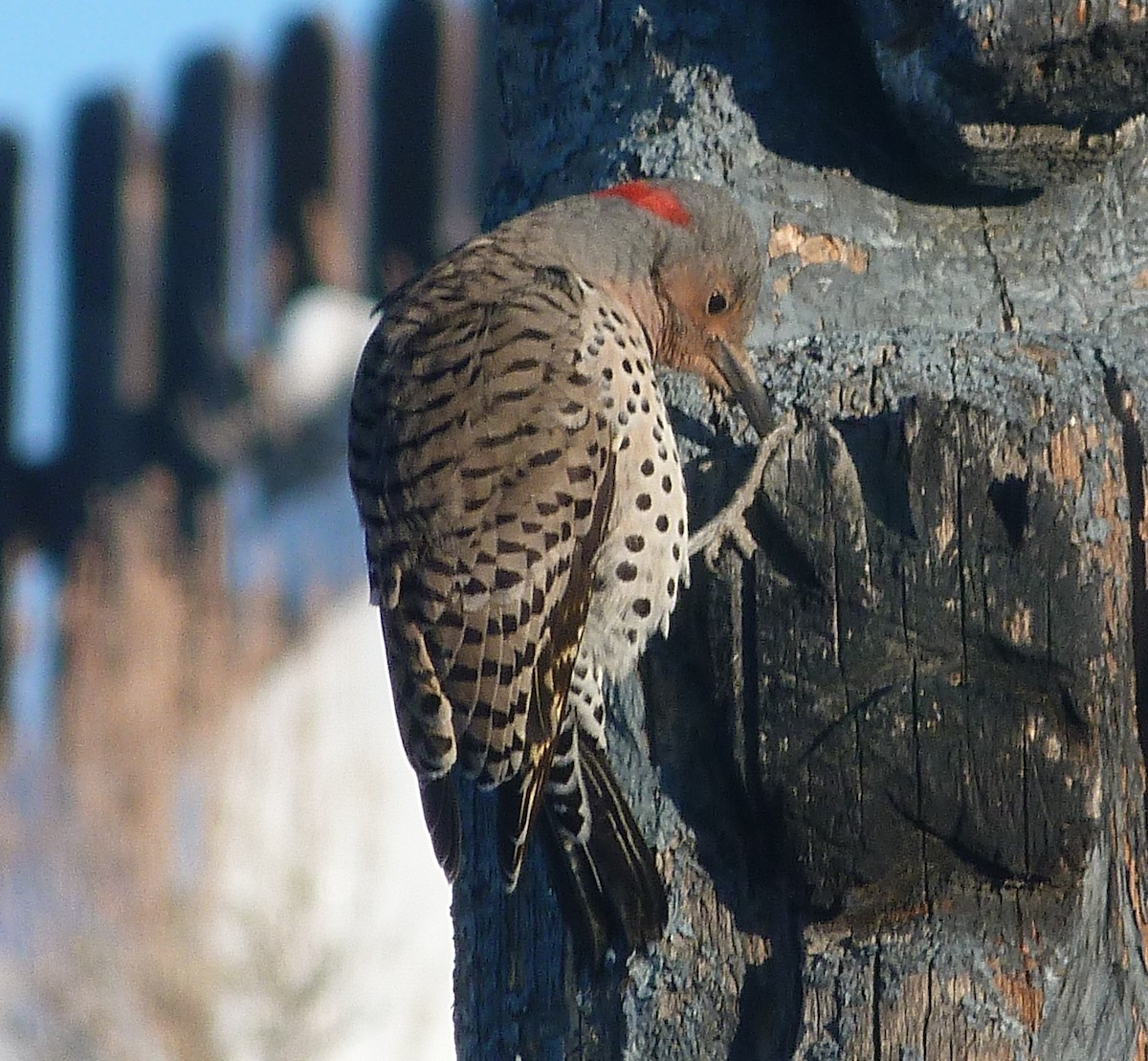 Northern Flicker (Yellow-shafted x Red-shafted) - ML616065282