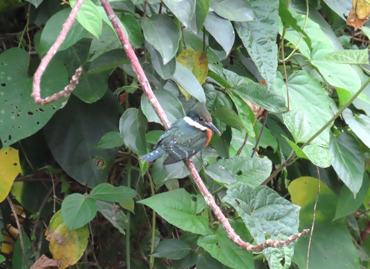 Green Kingfisher - ML616065485