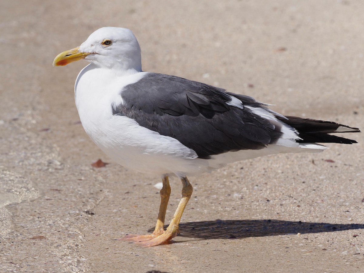 Yellow-footed Gull - ML616065498