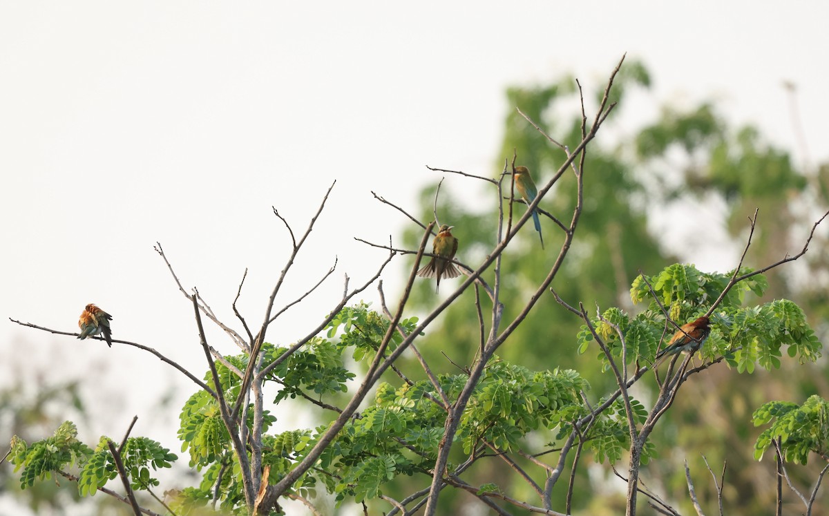 European Bee-eater - ML616065668
