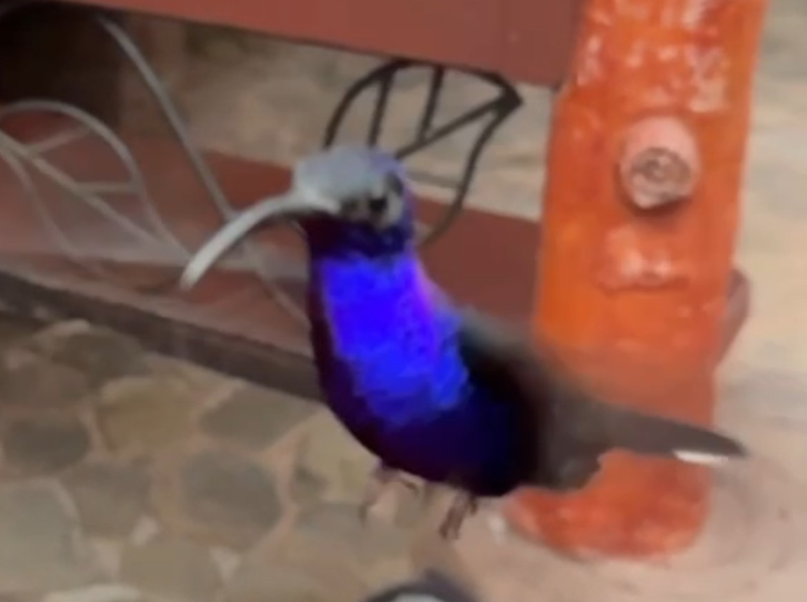 kolibřík fialkový - ML616065727