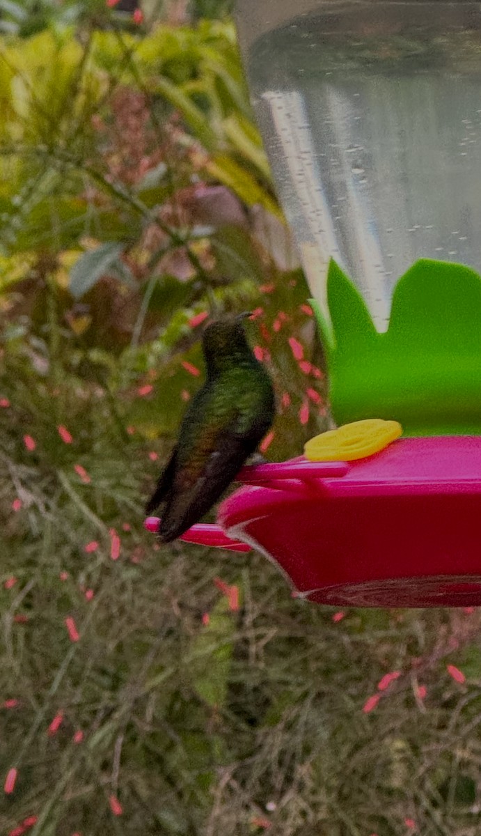 kolibřík měděnohlavý - ML616065746