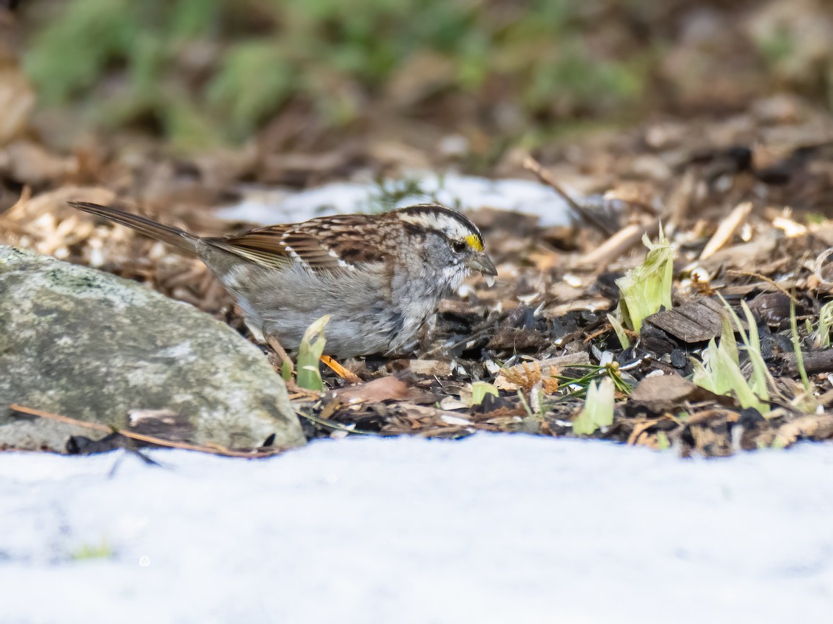 White-throated Sparrow - ML616065749