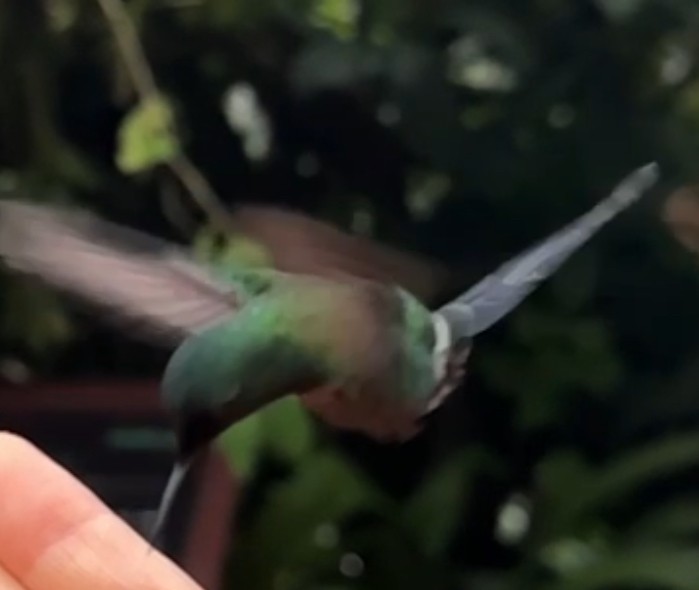 kolibřík trnoocasý - ML616065825
