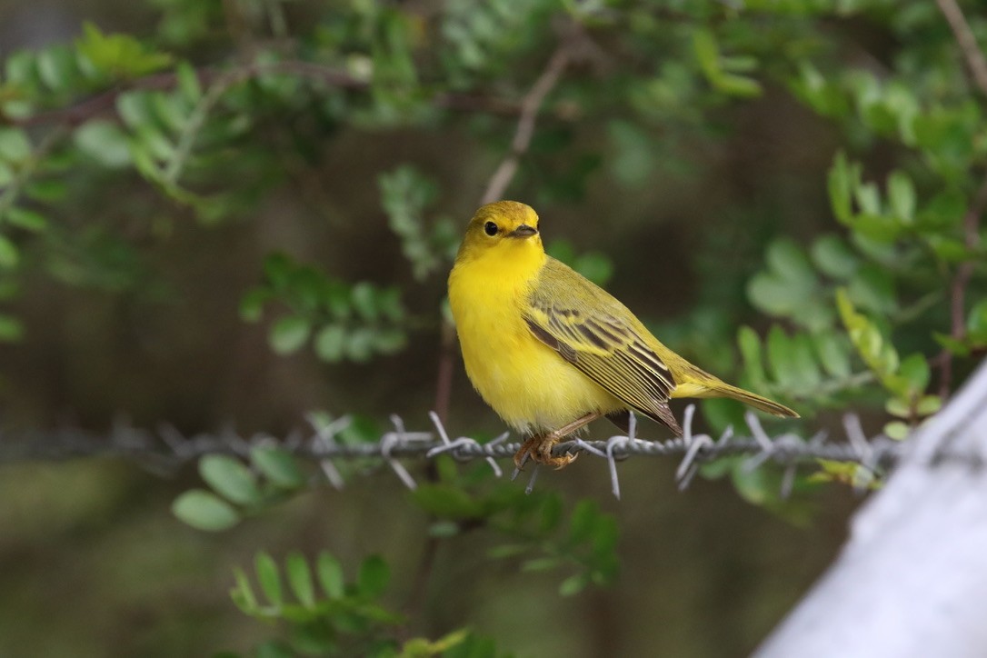 Yellow Warbler (Galapagos) - ML616065855