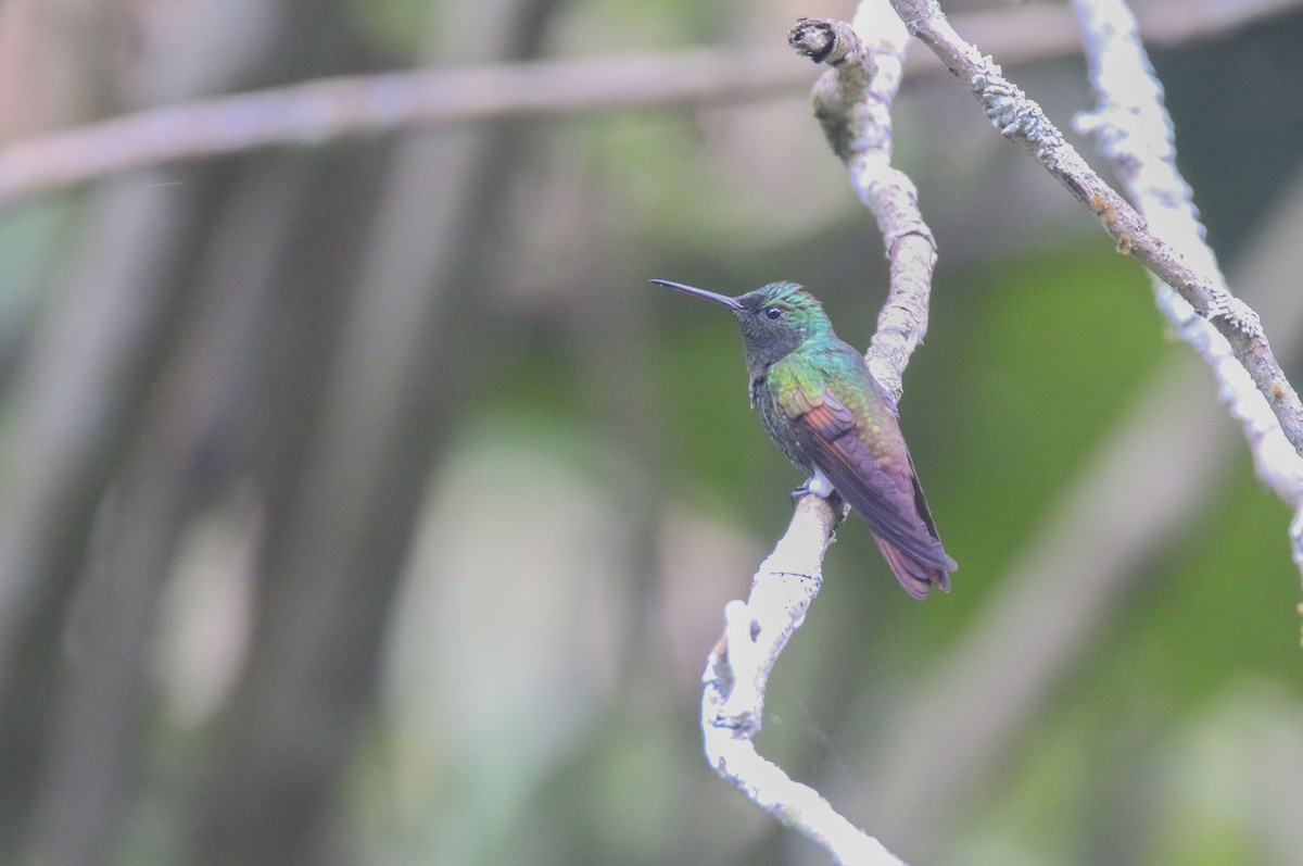 Berylline Hummingbird - Nathan Alblas