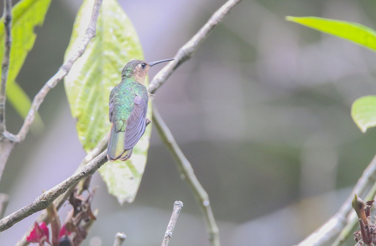 kolibřík pestroocasý - ML616066029