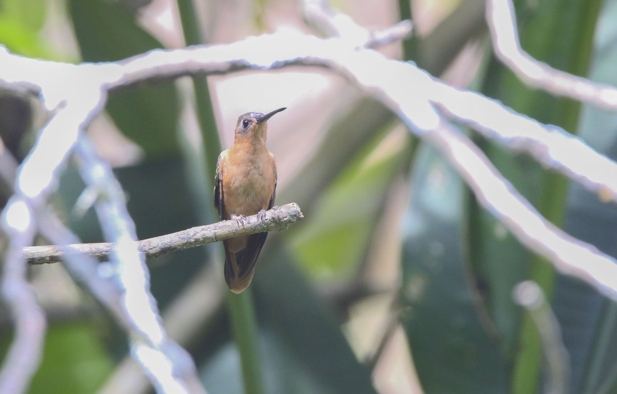 kolibřík pestroocasý - ML616066030
