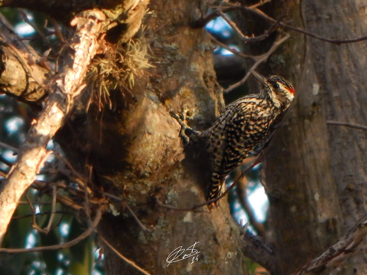 Checkered Woodpecker - Bautista Cerminato