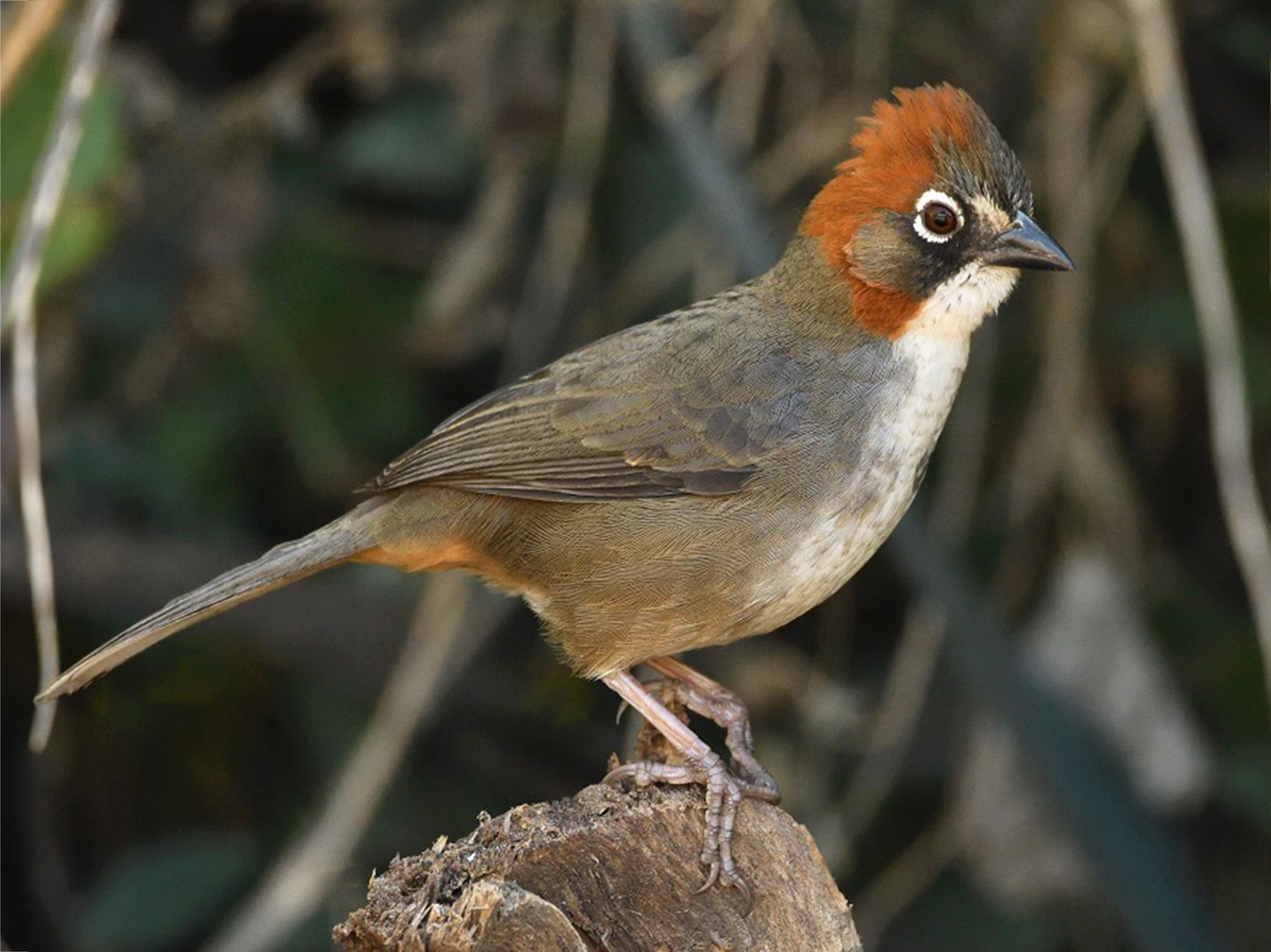 Rusty-crowned Ground-Sparrow - Antonio Robles