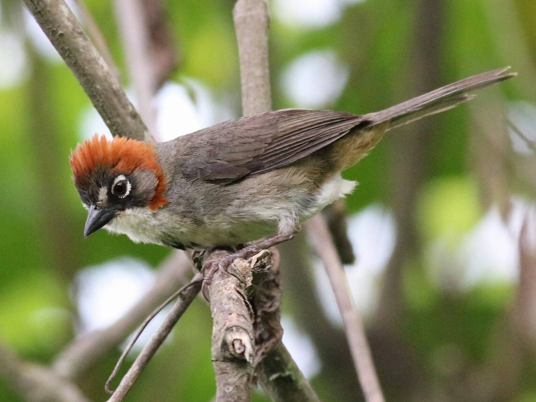 Rusty-crowned Ground-Sparrow - Eric Antonio Martinez