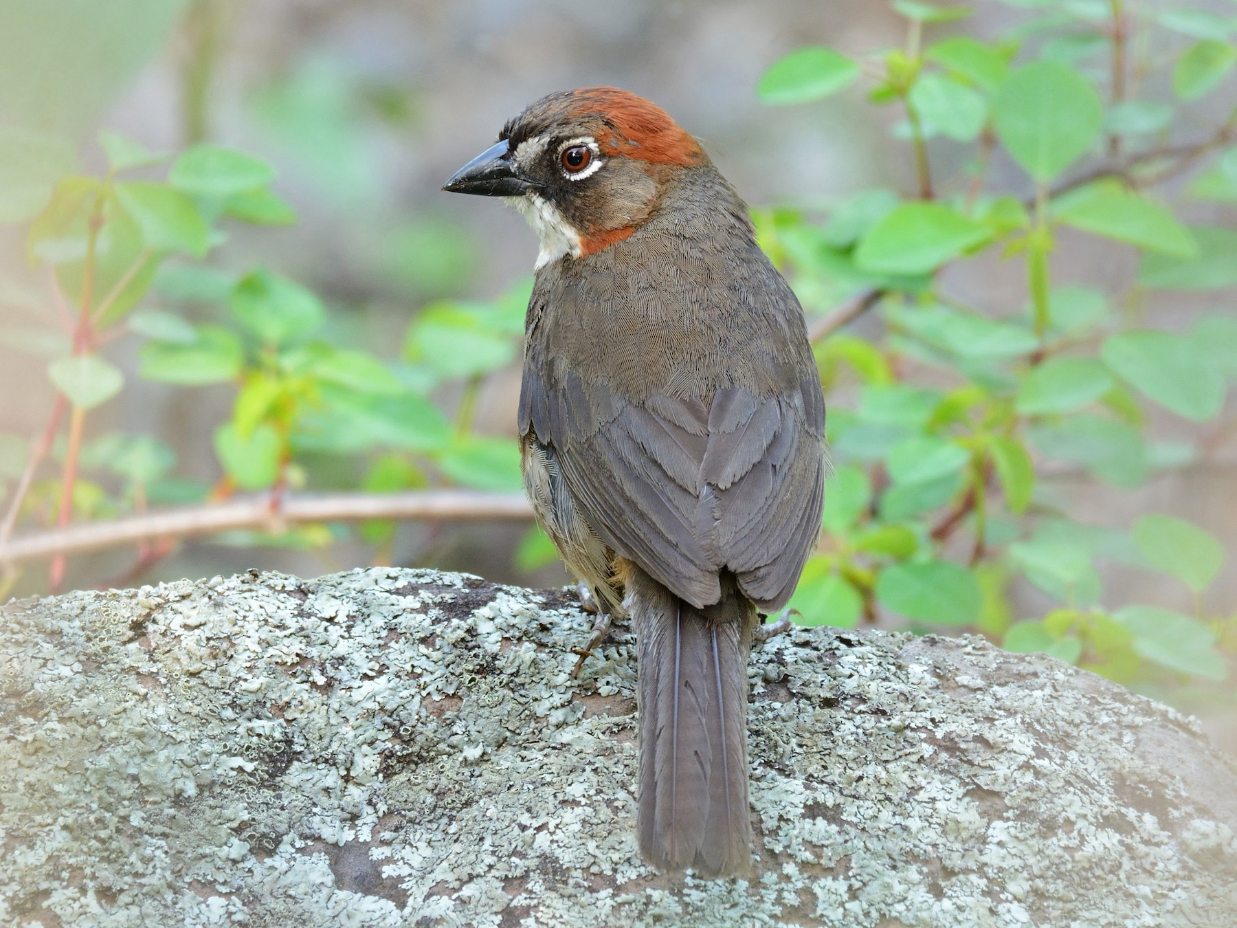 Rusty-crowned Ground-Sparrow - Miguel Aguilar @birdnomad