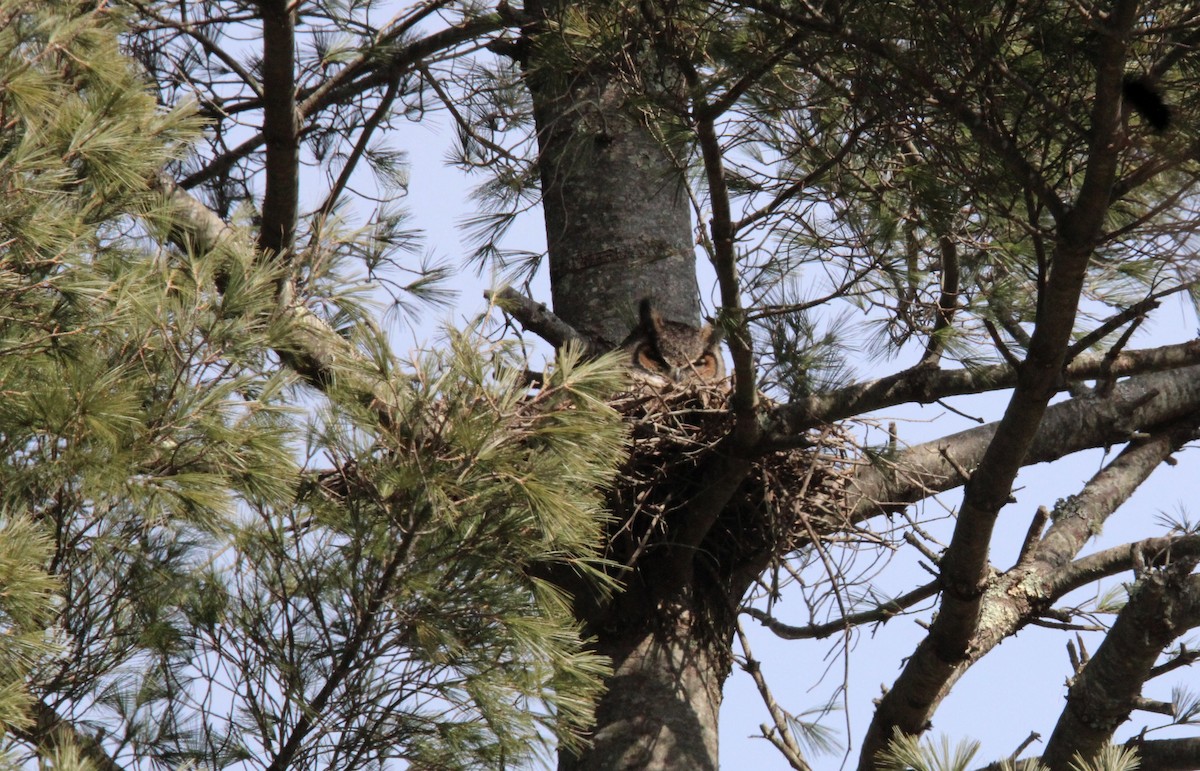 Great Horned Owl - ML616066161