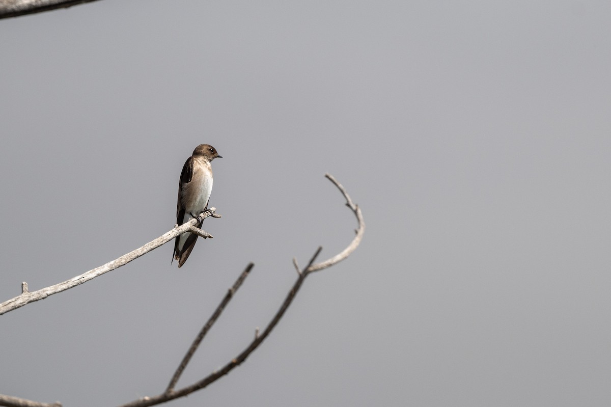 Northern Rough-winged Swallow - ML616066217
