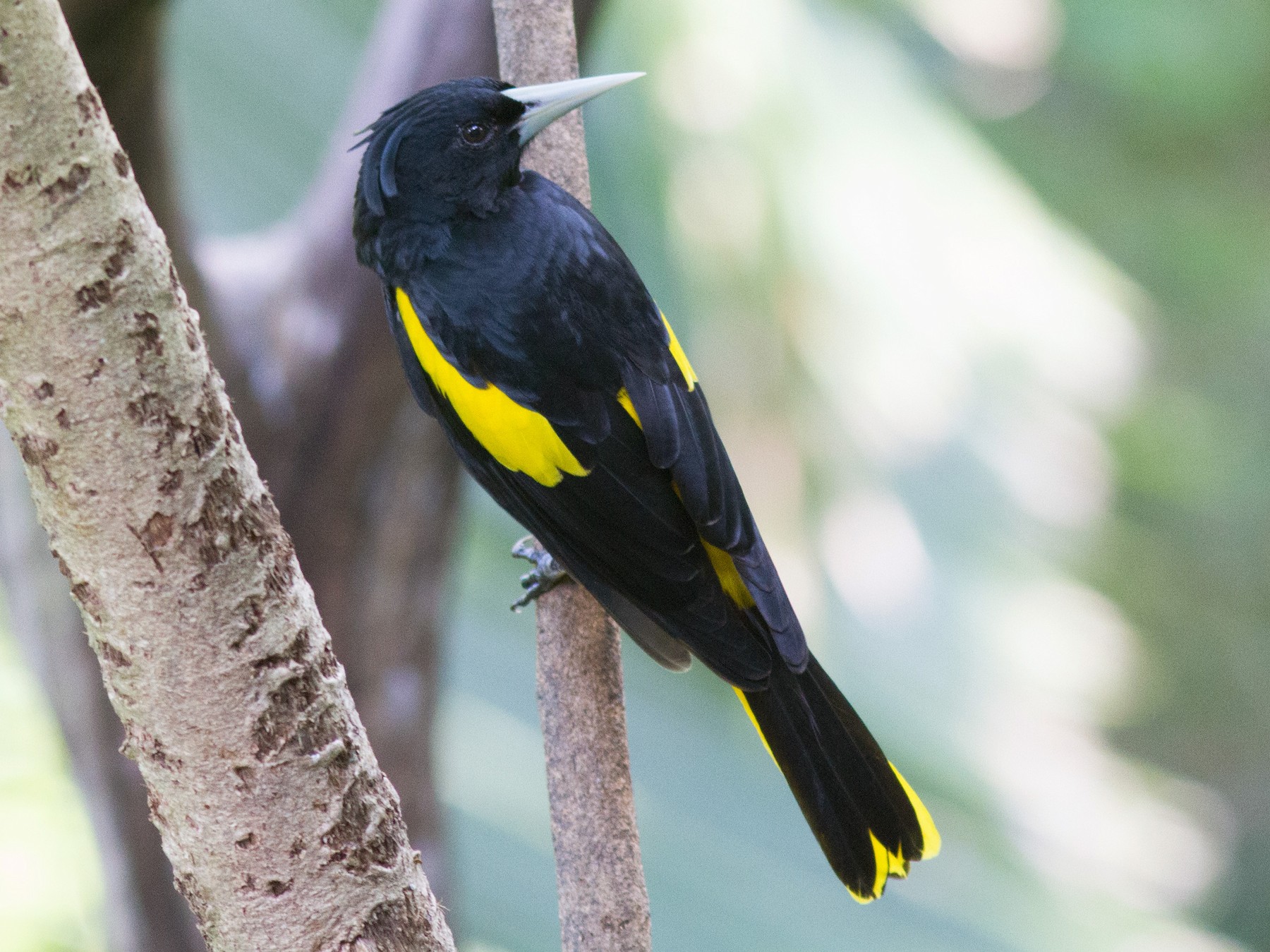 Yellow-winged Cacique - Justyn Stahl