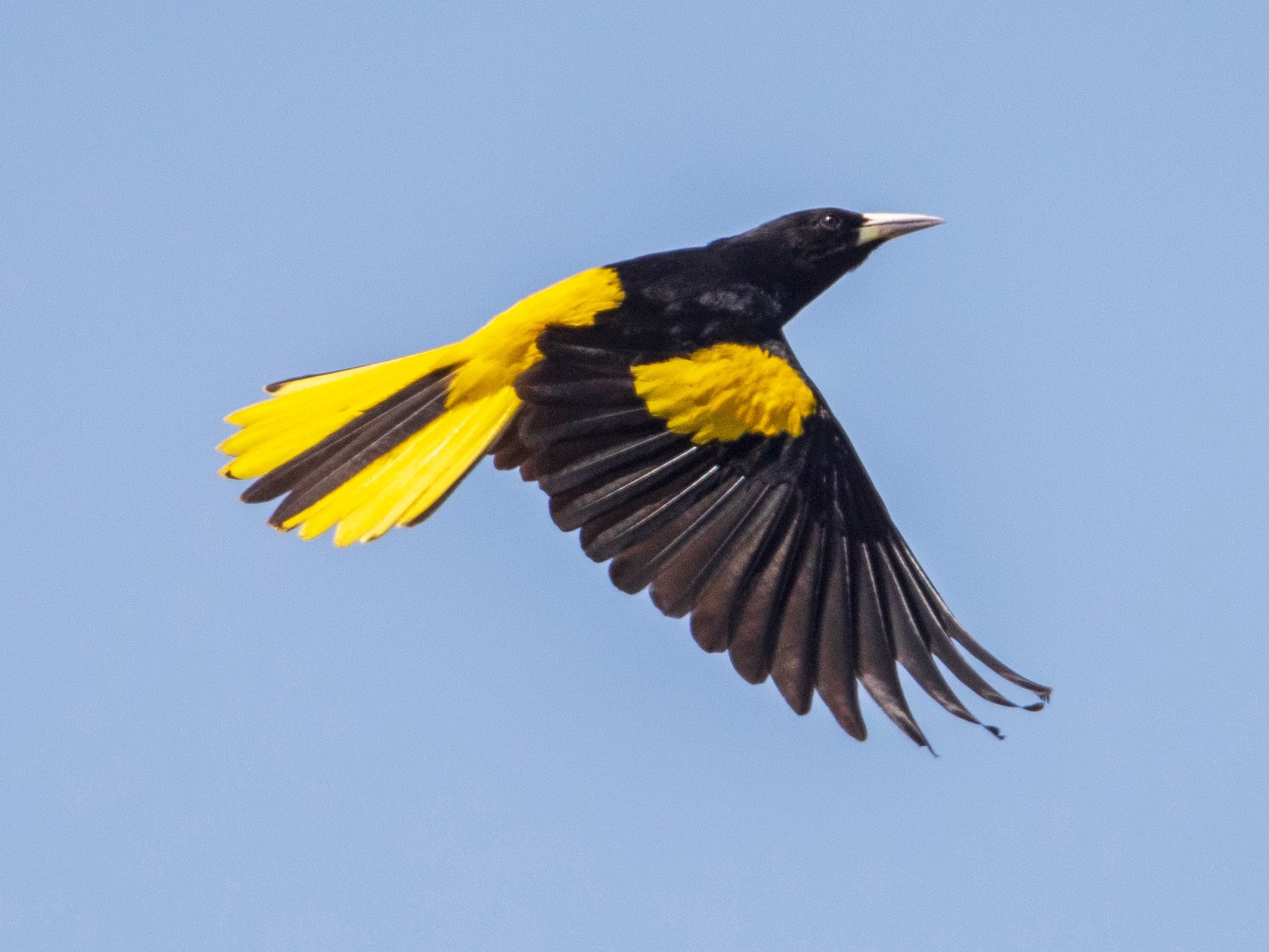 Yellow-winged Cacique - Michael Stubblefield