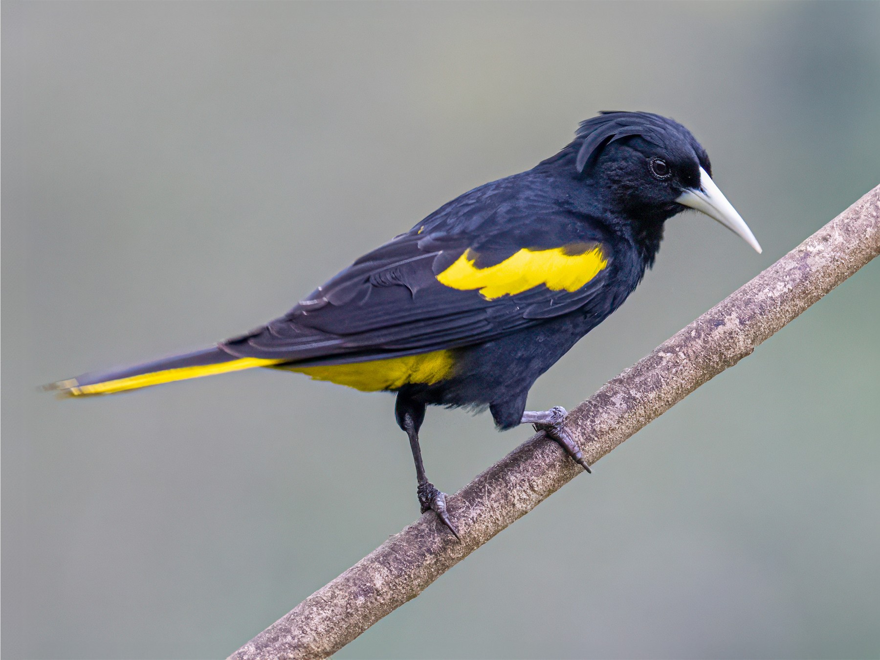 Yellow-winged Cacique - Cynthia Carlson