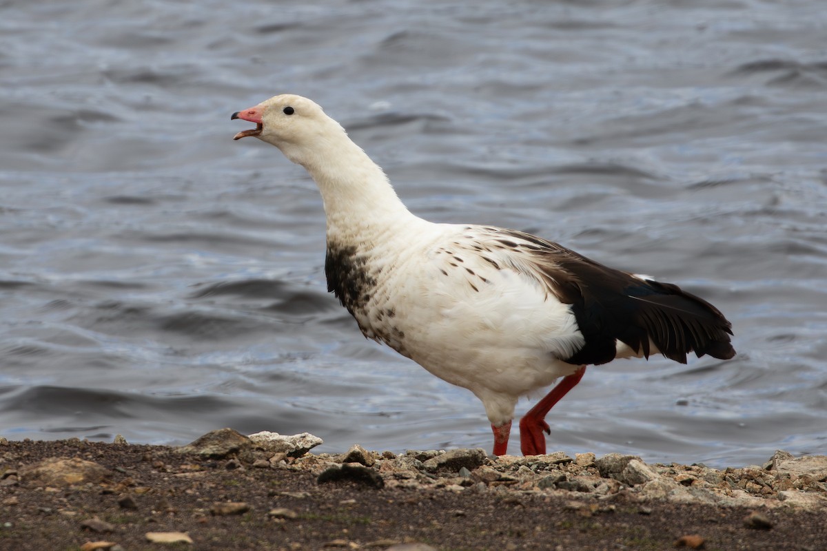 Andean Goose - ML616066688