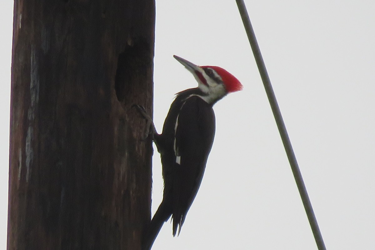Pileated Woodpecker - ML616066750