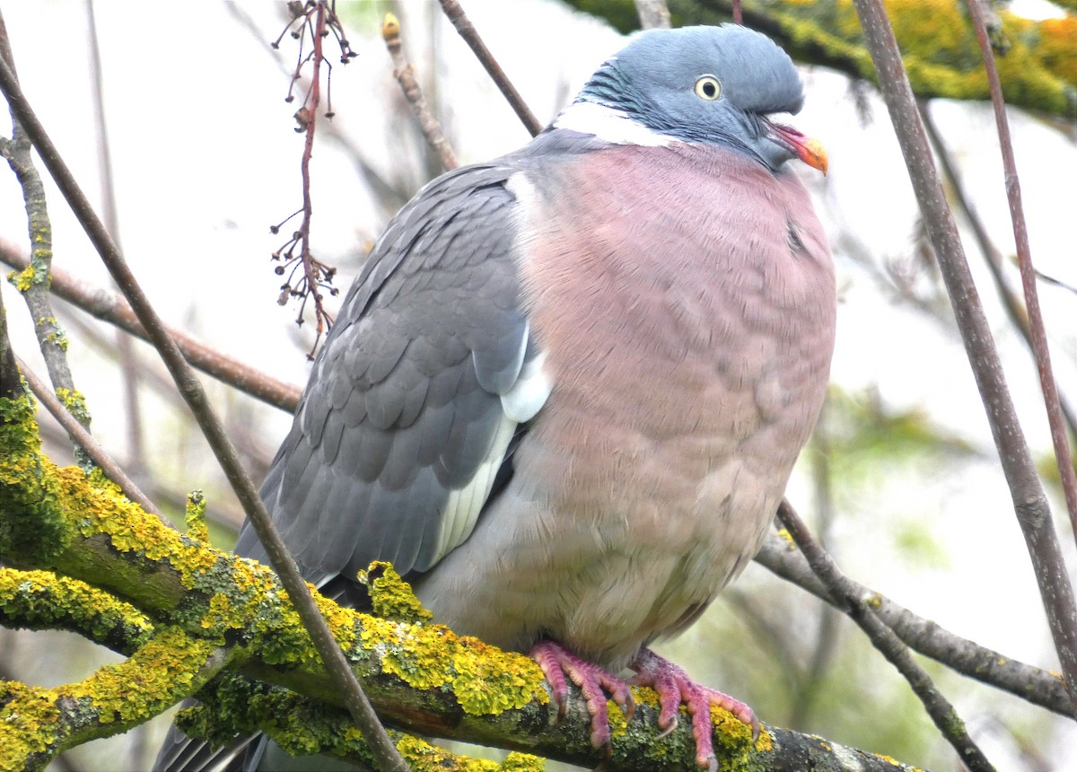Common Wood-Pigeon - ML616067151