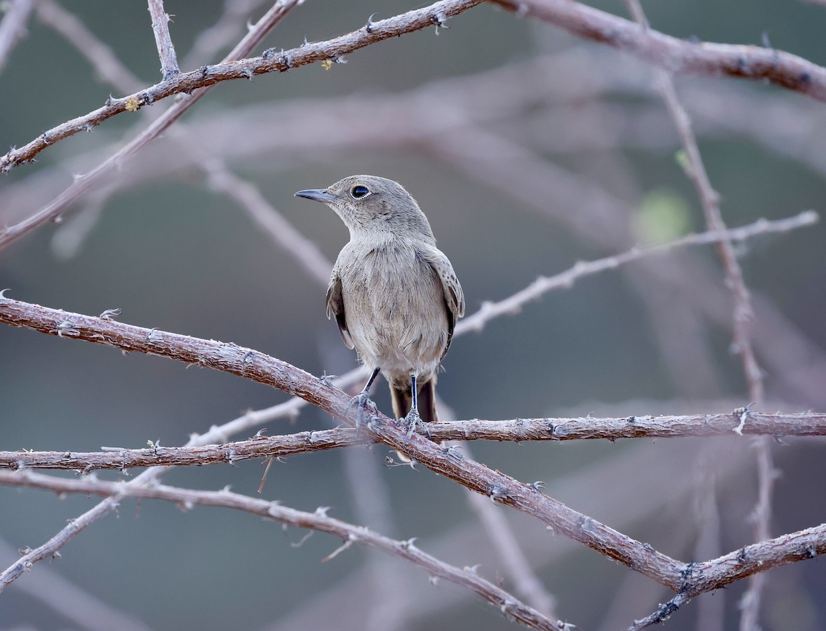 Brown-tailed Chat - ML616067304
