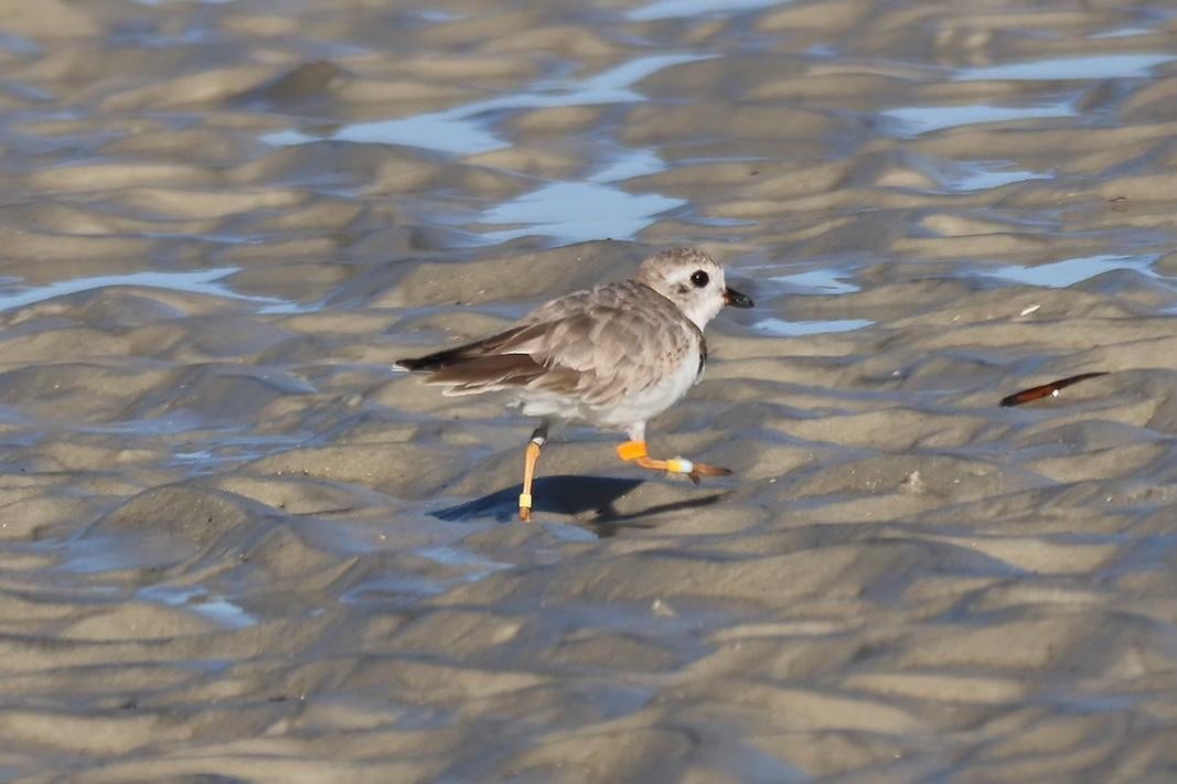 Piping Plover - ML616067319