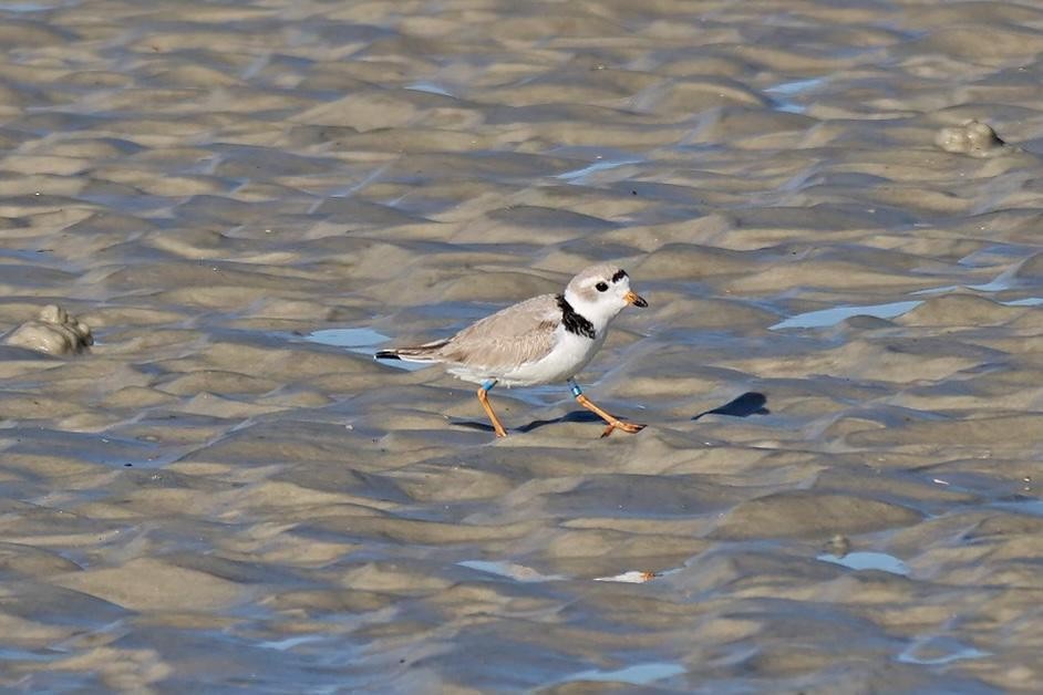 Piping Plover - ML616067323