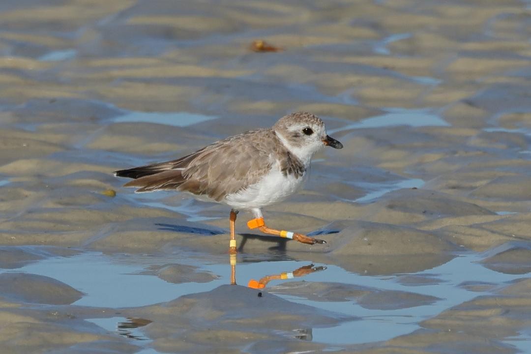 Piping Plover - ML616067332