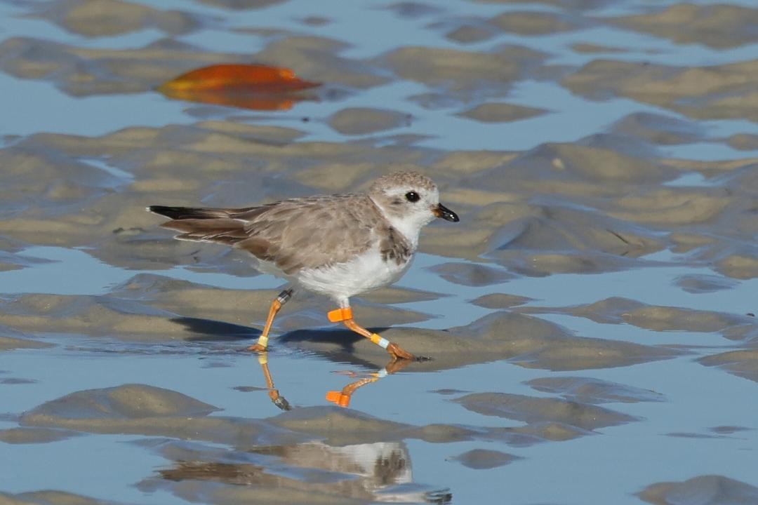 Piping Plover - ML616067335