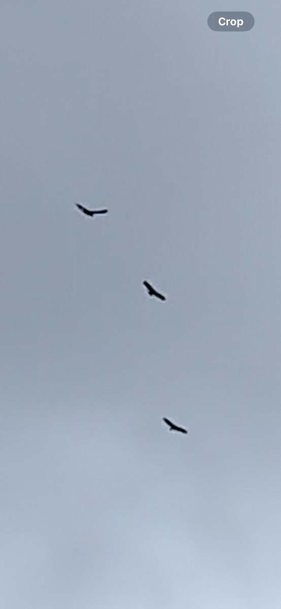 Black Vulture - ML616067407