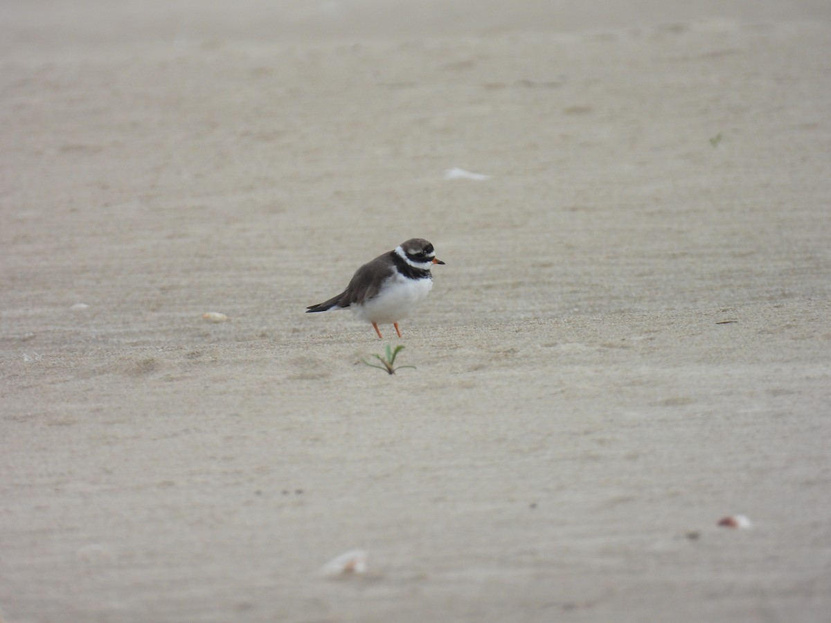 Common Ringed Plover - ML616067421
