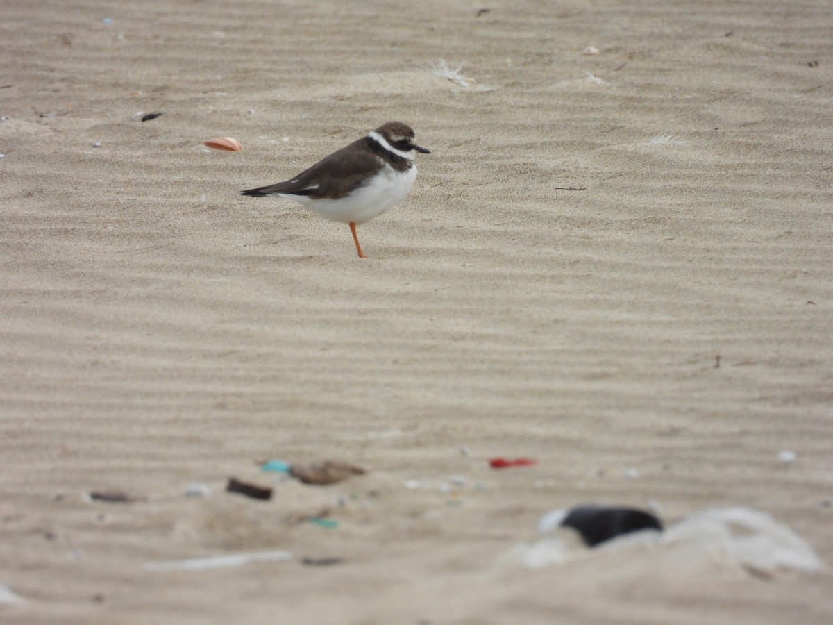 Common Ringed Plover - ML616067422