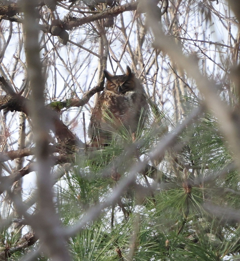 Great Horned Owl - ML616067505