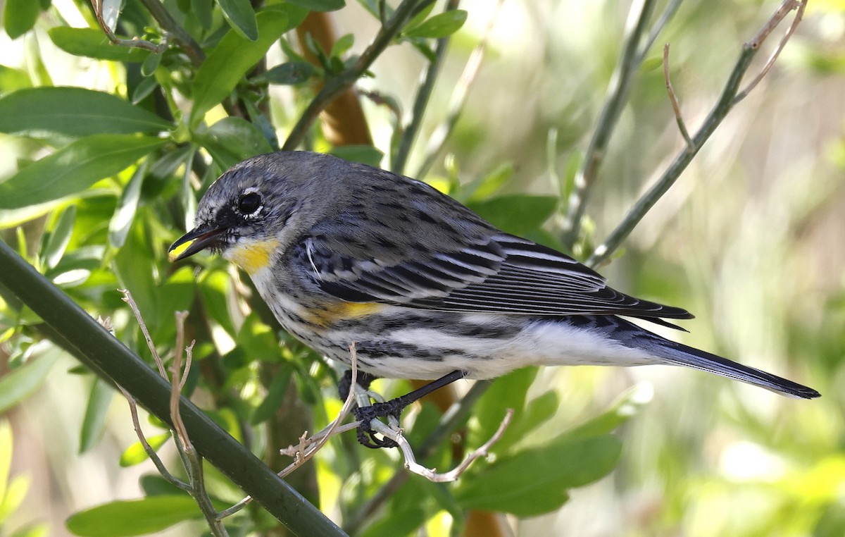 Yellow-rumped Warbler - Hal and Kirsten Snyder
