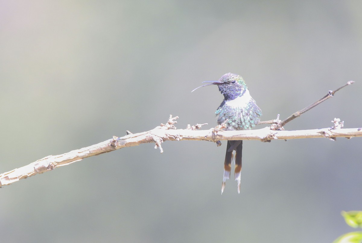 Sparkling-tailed Hummingbird - Nathan Alblas