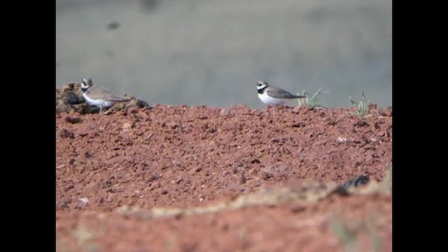 Little Ringed Plover (curonicus) - ML616067666